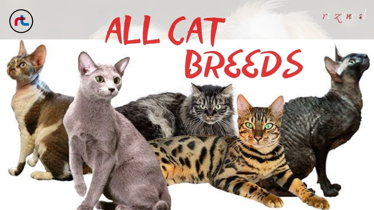 All Cat Rass CAT BREEDS ( A - Z ) All TYPES OF CATS IN THE WORLD | Adorable Kittens ...