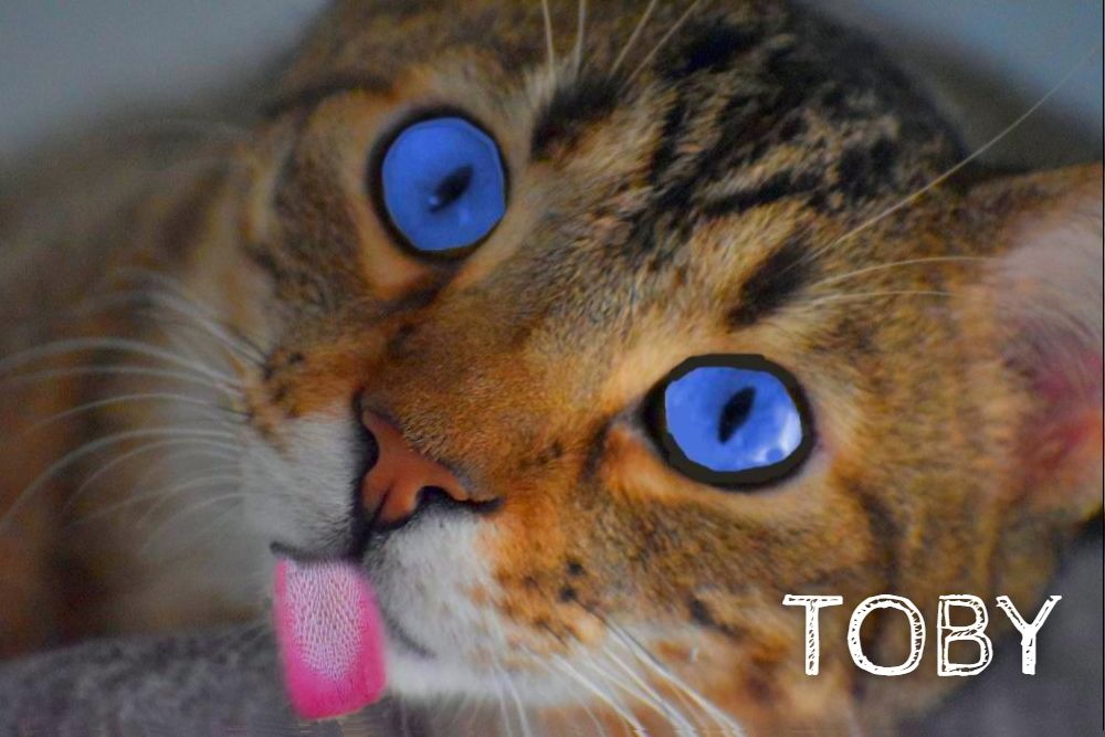 Toby-HUGS