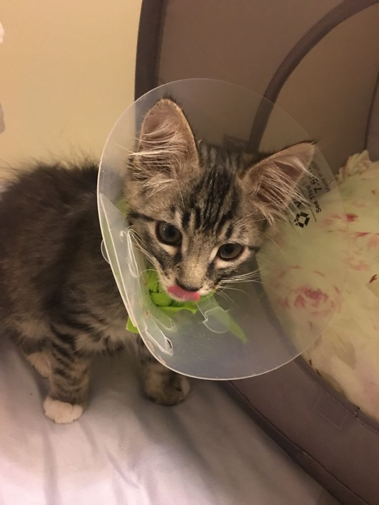 Image-Cats-Bengal-Maine-Coon-Mix