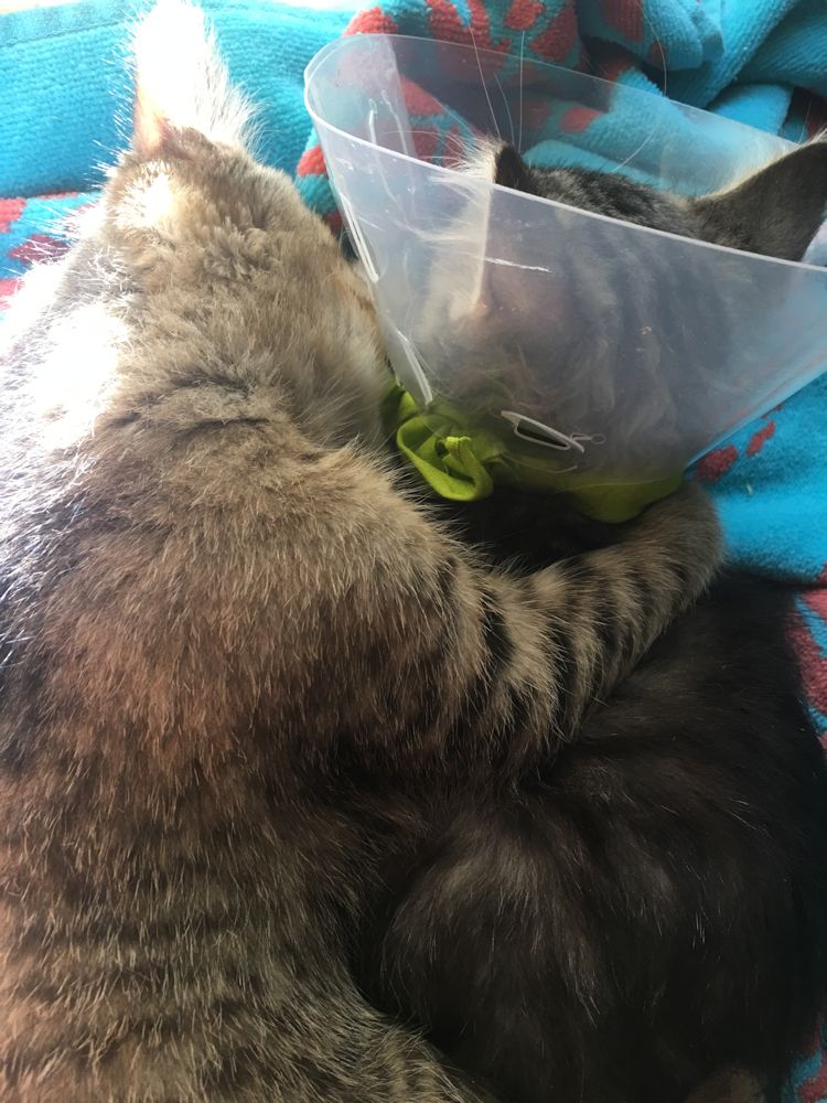 Image-Cats-Bengal-Maine-Coon-Mix