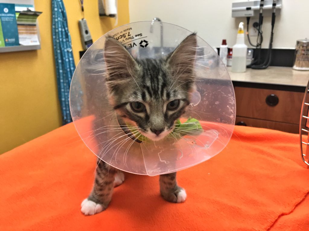 Image-Cats-Bengal-Maine-Coon-Mix