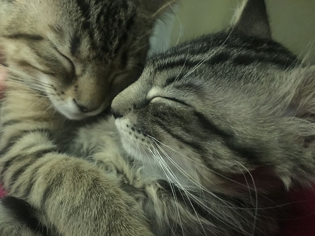 Image-Cats-Bengal-Maine-Coon-Mix