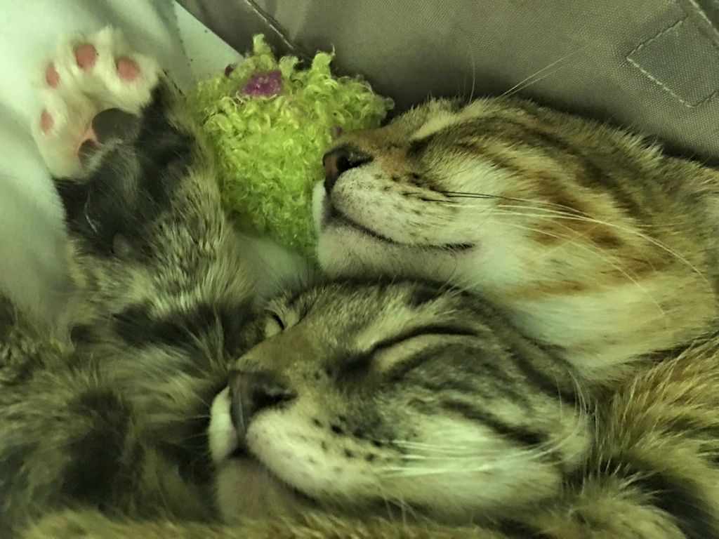 Image-Cats-Bengal-Maine-Coon-Mix