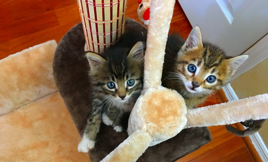 Image-Cats-cute-kittens-toby-georgy-cats