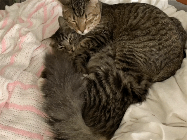 Toby-and-Georgy