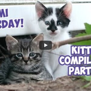 cats-for-cats-to-watch