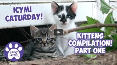 cats-for-cats-to-watch