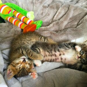 Image-Cats-Bengal-Maine-Coon-Mix