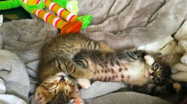 Image-Cats-Bengal-Maine-Coon-Mix